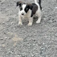 سگ پاپی|سگ|زاوه, |دیوار