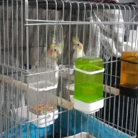 ۲ تاعروس هلندی با دو تا جوجه باقفس