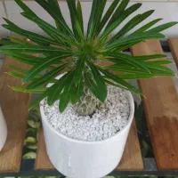 بنجامین ،اریکا|گل و گیاه طبیعی|یزد, |دیوار