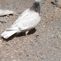 ماده کله هما