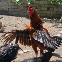 خروس لاری