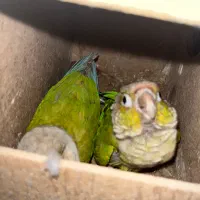 طوطی گرینچیک