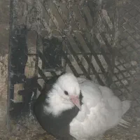 3 عدد جوجه  طوقی