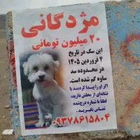 سگ شیتزو پودل