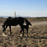 زمین در شاهین شهر با سند تک برگ و اقساط|فروش زمین و ملک کلنگی|شاهین‌شهر, شهرک میلاد|دیوار