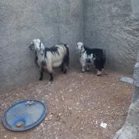 فروش بز وبزغاله