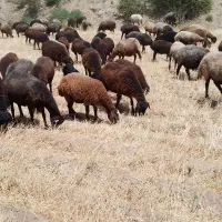 فروش بره نر و ماده