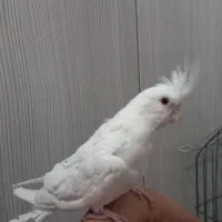 3 عدد جوجه عروس هلندی دستی|پرنده|مشهد, گلشور|دیوار