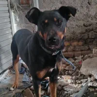 سگ باهوش وخوش تیپ|سگ|گلبهار, شهر جدید گلبهار|دیوار