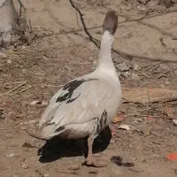 غاز نر درشت