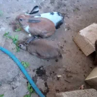 خرگوش|موش و خرگوش|مسجد سلیمان, |دیوار