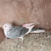 کفتر|پرنده|گلپایگان, |دیوار