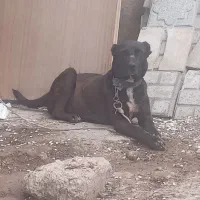 واگزاری سگ گله گرد.شکم پر