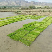 برنج اصل کامفیروز هنوز چلتوک هست به شرط پخت