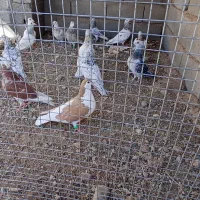 کبوتر هفرنگ|پرنده|کوهسرخ, |دیوار