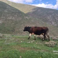 فروش گاو محلی دو رگه