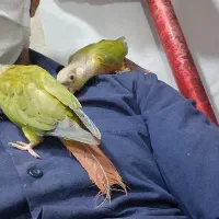 دنیای حیوانات|پرنده|بیرجند, |دیوار