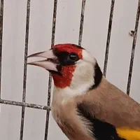 سهره قناری سهره|پرنده|برازجان, |دیوار