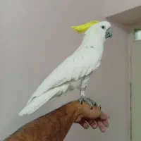 کاکادو تاج زرد