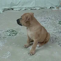 پیت بول ۲ ماهه
