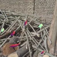 انواع چوب و درخت نقدا. انبار دار