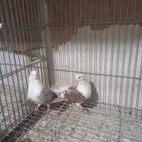 کفتر پشتی بلند