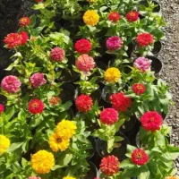 خدمات کلیه باغبانی باغچه کاری گلکاری کاشت گل وگیا|خدمات باغبانی و درختکاری|شهریار, شهرک شاهد|دیوار