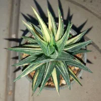 هاورتیا ابلق