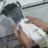 کفتر شهرستانی|پرنده|فردیس, شهرک ارم|دیوار