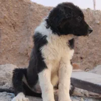 سگ قدرجونی ماده قهدریجانی