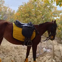 فروش اسب کهر نژاد کرد|اسب و تجهیزات اسبسواری|مراغه, |دیوار