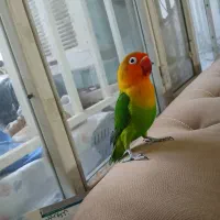 کوتوله برزیلی