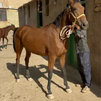 فروش مادیون کورسی براری و کره نریون|اسب و تجهیزات اسب‌سواری|یزد, |دیوار