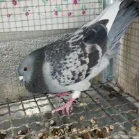 کفتر ماده|پرنده|شیراز, بریجستون|دیوار