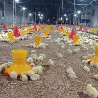 کارگر ماهر مرغداری گوشتی