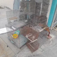 قفس|لوازم جانبی حیوانات|اراک, |دیوار