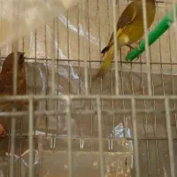 جفت سهره سبز باقفس|پرنده|تبریز, |دیوار