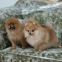 پامرانین خرسی چمپیون مولد