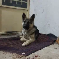 فروش سگ ژرمن شپر