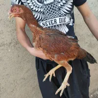 مرغ لاری|حیوانات مزرعه|کبودرآهنگ, |دیوار