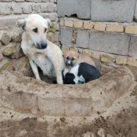 سگ ماده گوسفندی بدون توله