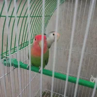 طوطی برزیلی خوشرنگ