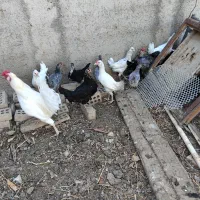 جوجه مرغ و خروس گلین