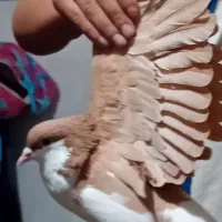 حیوان خانگی