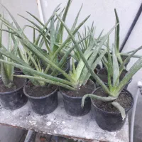 گل آلورا|گل و گیاه طبیعی|گرگان, |دیوار