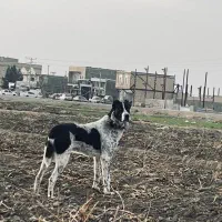 سگ خراسانی سرابی