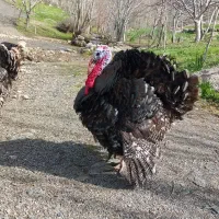 بوقلمون ارگانیک