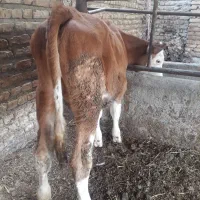 گوساله سیمینتال ماده اصیل رنگ قرمز  نژاد شیری|حیوانات مزرعه|بندر ترکمن, |دیوار