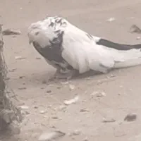 فروشی دم سیاه نر جوان|پرنده|میانه, |دیوار