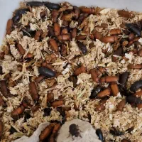 فروش سوسک تاریکی، مولد میلورم